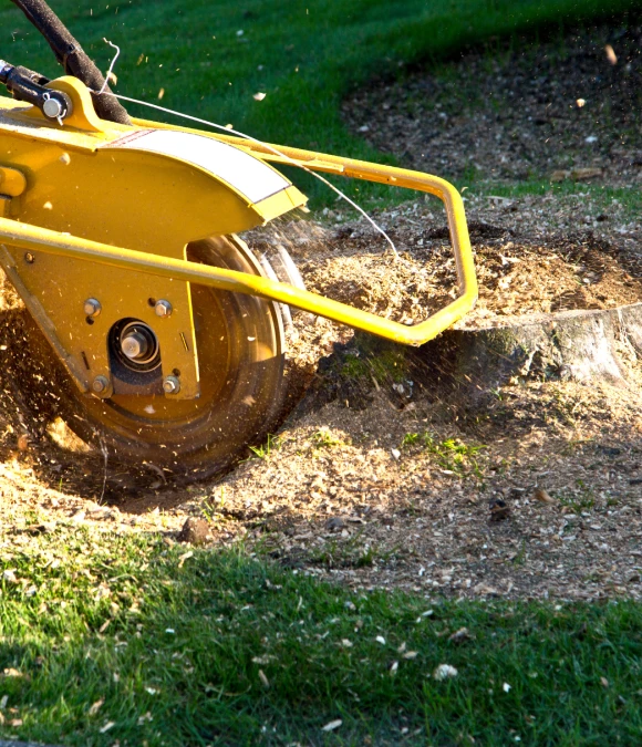 Home Tree Stump Removal